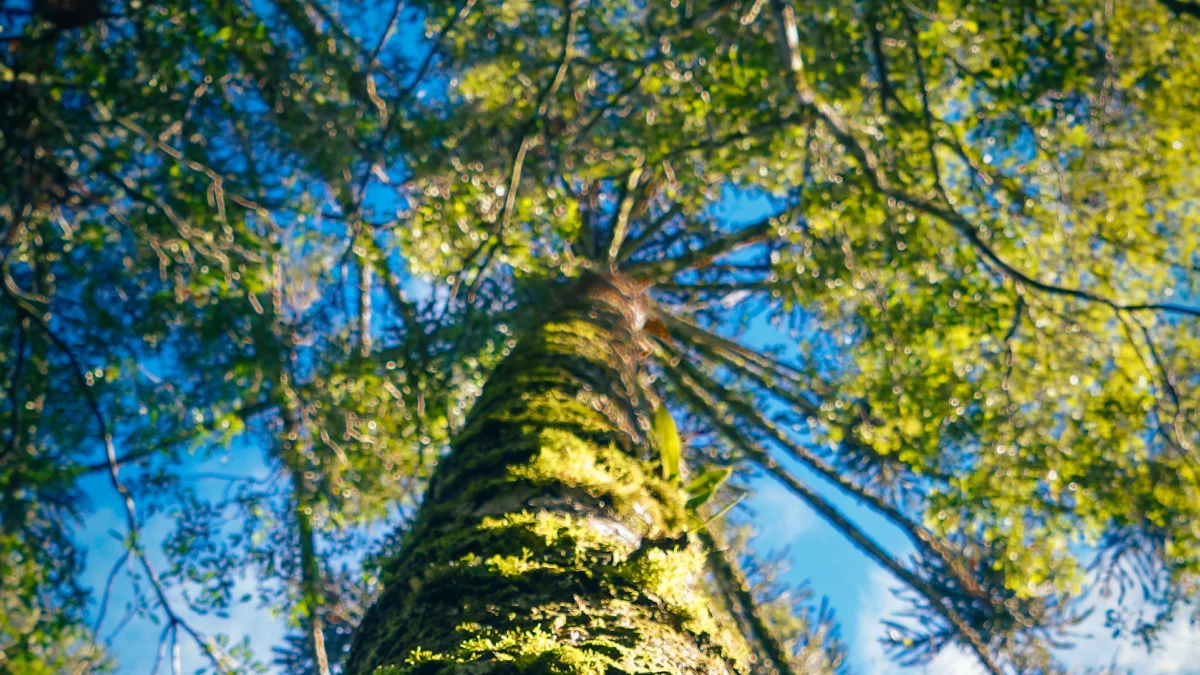 Parque Bondinhos Canela promove ação de conscientização ambiental